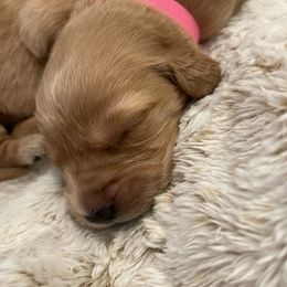 Golden Retriever Puppies from Tradershire Goldens
