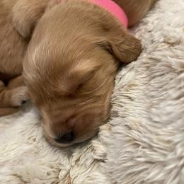 Golden Retriever Puppies from Tradershire Goldens