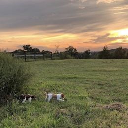 Brittany Puppies from Lizas Brittanies