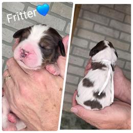 Fritter - White and black male English Springer Spaniel puppy in Freeland, Michigan from McNally's Springer Spaniels