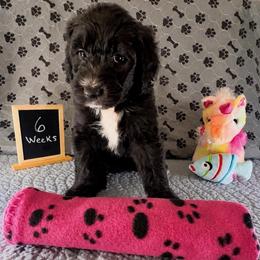Liberty - Black and white female Sheepadoodle puppy in Glen Rose, Texas from Clevenger’s Sheepadoodle Fur Baby Farm