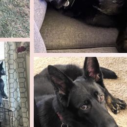 German Shepherd Puppies from Haus Skyborne Shepherds