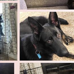 German Shepherd Puppies from Haus Skyborne Shepherds