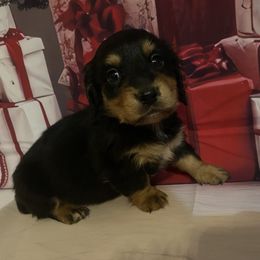Boy 1 - Black and tan male Dachshund puppy in Stilwell, Oklahoma from Bidding Creek Dachshunds