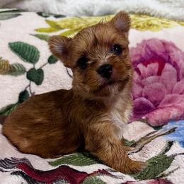 Girl 2 - Tan female Yorkshire Terrier puppy in Bolton, Connecticut from Elle Yorkies