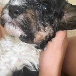 Bernedoodle Puppies from Natchez Trace Doodles