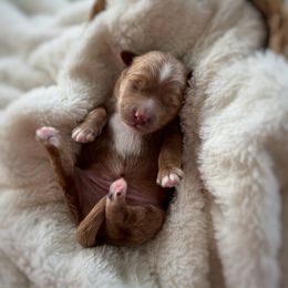 Frost - Red  male Goldendoodle puppy in Rio Linda, California from Plush Doodles