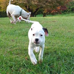 American Bulldog Puppies from Iron Will American Bulldogs