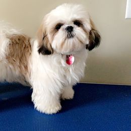 Lily - Shih Tzu