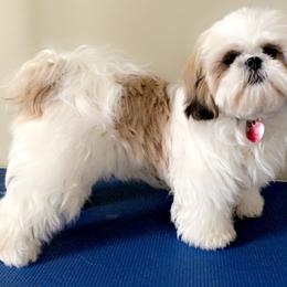 Lily - Shih Tzu