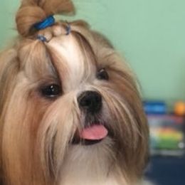 Shih Tzus from PawPeeps Pride