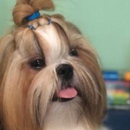 Shih Tzus from PawPeeps Pride