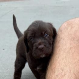Female 2 - Liver female Pudelpointer puppy in Sioux Falls, South Dakota from Saddle Creek Kennels