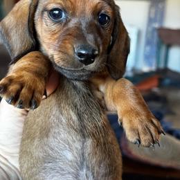 Forrest - Red male Dachshund puppy in Brave, Pennsylvania from Maple Moon Dachshunds