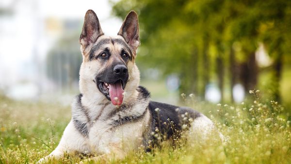 Find Vostochino Evropeiskaya Ovcharka puppies for sale