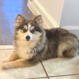 Bluey - Blue male Pomsky puppy in Lewiston, Minnesota from Family Pomsky