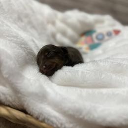 Dachshund Puppies from Storybook Dachshunds