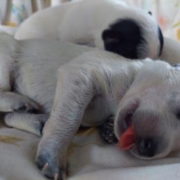 Australian Cattle Dog Puppies from Woodin Farms