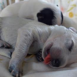 Australian Cattle Dog Puppies from Woodin Farms