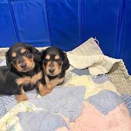Dachshund Puppies from Slinky Dachshund