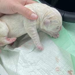 3rd pick - Yellow female Labrador Retriever puppy in Tomahawk, Wisconsin from Mahner Labs