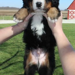 Bernese Mountain Dog Puppies from Mom's B & B