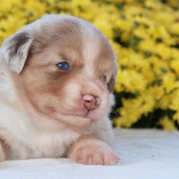 Flash - Red merle male Miniature Australian Shepherd puppy in Goliad, Texas from Sassy Lil Aussies and Diamond W Poodles