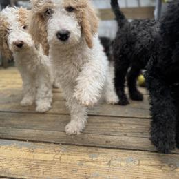 Bernedoodle and Double Doodle Puppies from ETX Dandy Doodle
