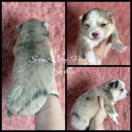 Sophia - Merle female Pomsky puppy in Rossville, Georgia from Scenic City Pomskies