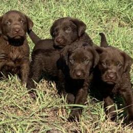 Dachshunds and Labrador Retrievers from Rockin M Kennel