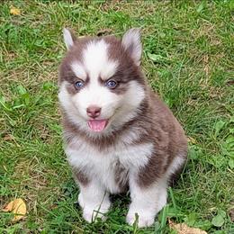 Dark Chocolate - Red and white male Pomsky puppy in Charlotte, Michigan from Moore Pomskies