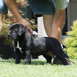 Pink Collar - Black female Perro de Presa Canario puppy in Pocahontas, Illinois from Cabeza Grande Kennel