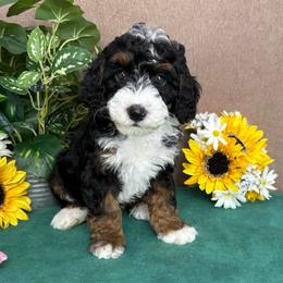 Hugs - male Australian Mountain Doodle puppy in Seymour, Missouri from D and D’s Dandy Doodles