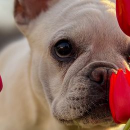 French Bulldogs and Siberian Huskies from EvergreenEliteKennel