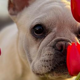 French Bulldogs and Siberian Huskies from EvergreenEliteKennel