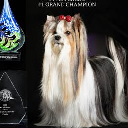 Chula - Biewer Terrier