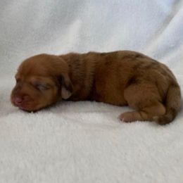 Penny - Dapple female Dachshund puppy in Cushing, Oklahoma from Ash's mini Dach's