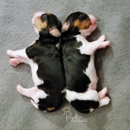 Cavalier King Charles Spaniel Puppies from Royalton Cavaliers