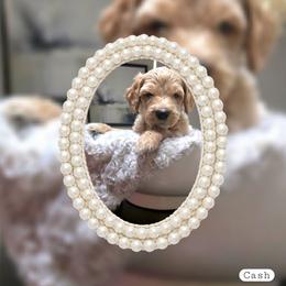 Cash - Cream male Goldendoodle puppy in Richmond, Virginia from Highland Grove Doodles, LLC