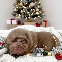 Champ - Brown male Chinese Shar-Pei puppy in Hugo, Oklahoma from Mini Hippo Land