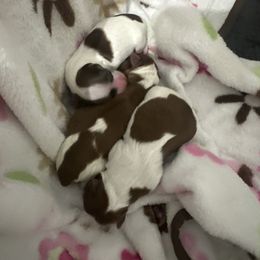 Yorkshire Terrier Puppies from The Yorkie Armory