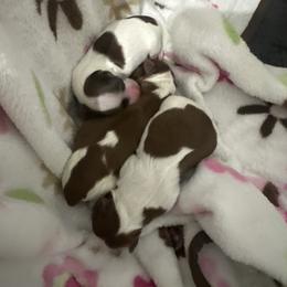 Yorkshire Terrier Puppies from The Yorkie Armory