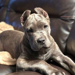 Astra (Light Pink) - Gray brindle female Cane Corso puppy in Lusby, Maryland from Coastal View Kennels