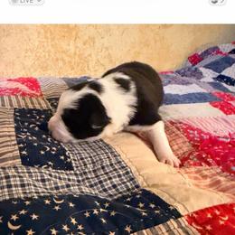 August - Black and white male Border Collie puppy in Lebanon, Oregon from Cahill’s Canines