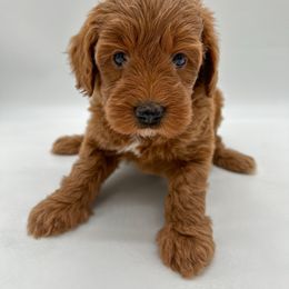 Penelope - Red female Aussiedoodle puppy in Claremont, North Carolina from Magnolia Grove Farms