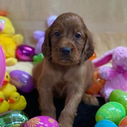 Irish Setters from Heartland Irish Setters