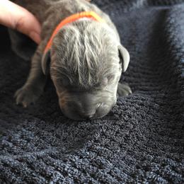 Orange Collar - Gray male Cane Corso puppy in Henry, Virginia from Hardradas Dynasty Cane Corso