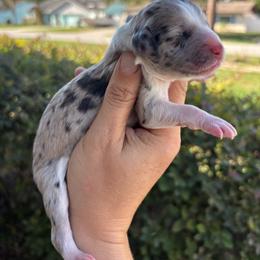 Blue merle girl - Blue merle female Aussiedoodle puppy in Spring Hill, Florida from Pawprint Dreams Boarding and Kennel
