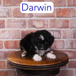 Darwin - Black phantom male Aussiedoodle puppy in Calhoun, Georgia from Happy Top Doodles