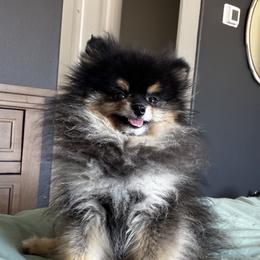 Beefcake - Pomeranian